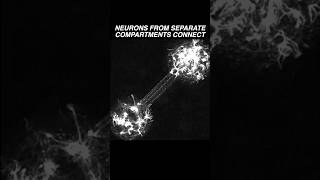 Neurons in two different compartments extend their neurites amp establish a connection neuroscience [upl. by Dilks216]