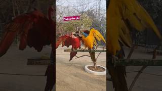 Beautiful macaw ParrotsTalking parrotparrotparrots birds [upl. by Carlota]