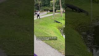 What to Do If an Alligator Chases You [upl. by Atiran]