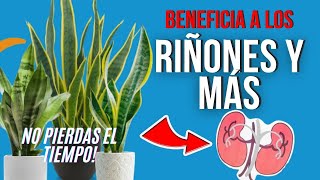 🌿 BENEFICIOS y PODERES MEDICINALES de la LENGUA DE SUEGRA 💡 SALUD VERDE [upl. by Ehtiaf]