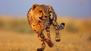 Cheetah fastest on earth الفهد الصياد اسرع حيوان على وجه الأرض 1 [upl. by Nylirac385]