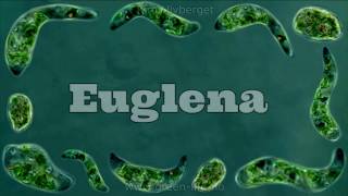 Euglena Under a Microscope  Eukaryota [upl. by Eraste]