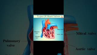 Valves of heart anatomybscnursinggnmbiologypharmacystudentsaimslovereducationalvideoimp [upl. by Risa]