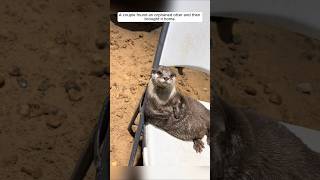 A couple found an orphaned otter and then brought it home animalshorts shortvideo otter [upl. by Sucerdor]