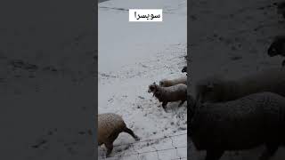 Winter is here ❄️🐑❄️🐑❄️🇨🇭Nidwalden carolinepirskanen Switzerland [upl. by Cohlier568]