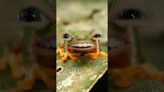 Galumph went the little green frog 🎵 snapchatfilter funny wtf funnysinging sillyhumor hyper [upl. by Amelus]