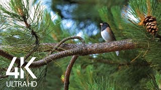 Bird Songs  8 HOURS of Birds Singing in the Forest  Nature Relaxation Video in 4K Ultra HD [upl. by Enitselec956]