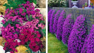 How to Plant Aubrieta Spring Garden Guide [upl. by Kcirderf752]