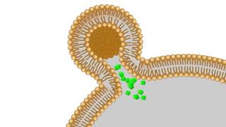 A model of the interaction between your cells and liposomes [upl. by Dressler167]