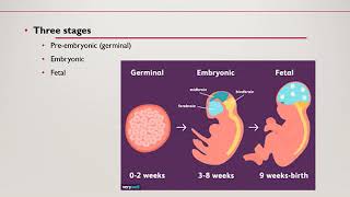 Fetal Development  Nursing Lecture [upl. by Daryn]