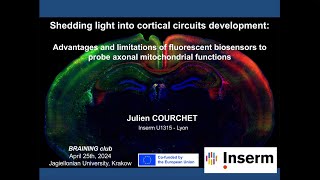 Use of biosensors to study axonal metabolism [upl. by Had]