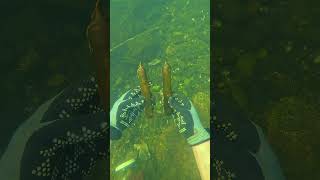 Found Potential Poison Glass Vials Underwater Scuba Diving [upl. by Enuahs591]