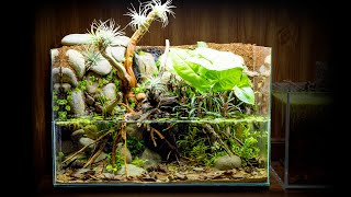 Nano Shrimp Waterfall Paludarium Made from Scrap Materials [upl. by Burford248]