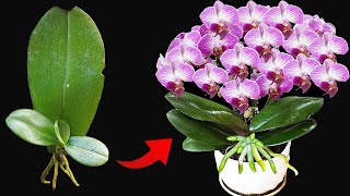 Easy Orchid Leaf Propagation Hacks for Beginners 2024 [upl. by Daniella]