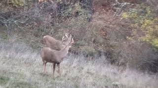 Whitetail buck goes down hard from a 65 Creedmoor 140gr Eldm 275 yards [upl. by Ennirroc]