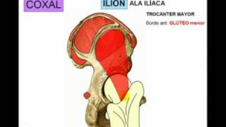 OSTEOLOGIA DE MIEMBRO INFERIOR 1 Diagnostico X [upl. by Nomrac]