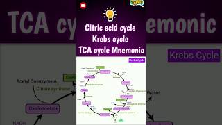 Citric acid cycle Mnemonic 2  citric acid cycle tricks biology mnemonics shortsfeed [upl. by Damon]