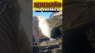 PEIXE indicado para SASHIMI Xerelete fishpescafishingviralvideo shortvideo [upl. by Arremat]