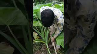 தமிழர்விவசாயம் farmingvlog tamilfarming vivasayanilam agriculture vivasayam farminglife [upl. by Natfa]