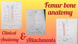 Femur bone anatomy part 1 [upl. by Jerold453]