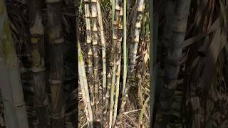 Colk 14201 Sugarcane variety sugarcanefarming sugarcane [upl. by Aibun]