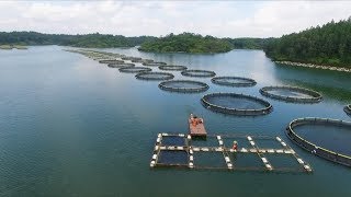 Aquaculture and the environment [upl. by Zacherie353]