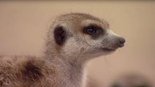 Learn the Meerkat Language  BBC Earth [upl. by Jeconiah453]