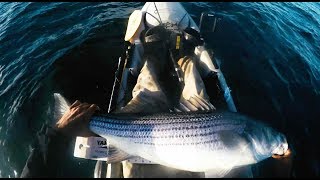 NJ Kayak Fishing  Snag and Drop 20lb Striped Bass [upl. by Dodie]