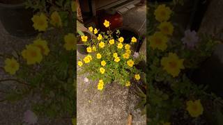 Purslane plant  portulaca plant care gardening plants kishankhetigardenmb [upl. by Flita]