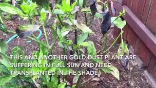 Transplanting gold dust plant Aucuba japonica [upl. by Mickie]