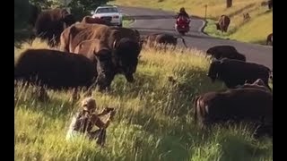 Bison Attacks Rips Pants Off Woman Who Sat In Middle Of Herd To Snap Photos  Today News [upl. by Lias689]