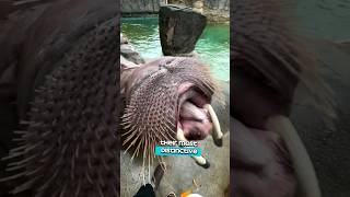 Arctic Giants  The Fascinating World of Walruses [upl. by Dhaf]