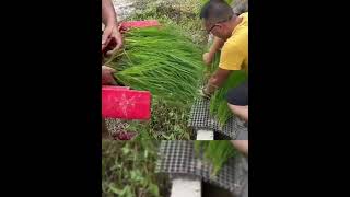 Amazing Rice planting techniqueshorts china agriculture [upl. by Euginom783]