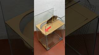 Get creative with how to make humane mouse traps at home rattrap rat mousetrap shorts [upl. by Poul93]