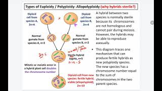 73 k Allopolyploidy [upl. by Ardnaik]