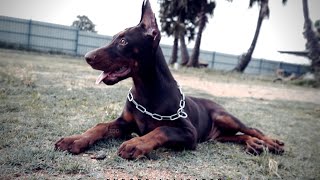 TOP EUROPEAN DOBERMAN PUPPIES IN INDIA [upl. by Aihseken351]