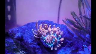 CSB Elite Reef Colorado Sunburst Bubble Tip Anemone 4K [upl. by Aterg]