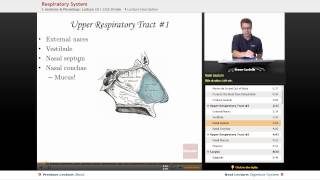 quotRespiratory Systemquot  Anatomy amp Physiology with Educatorcom [upl. by Alrich]