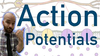 Action Potentials  Animated Explained Graphed [upl. by Scutt]