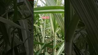 11015sugarcane varietyfarming viral video short [upl. by Ringe51]