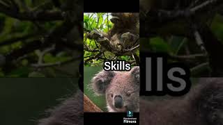 Threetoed sloth VS koala animals animales debates gozillavskong edit vsedit [upl. by Cassy]