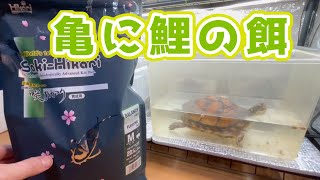 亀にも使える！？コスパのいい餌を購入してみました！カメ [upl. by Ruyam831]