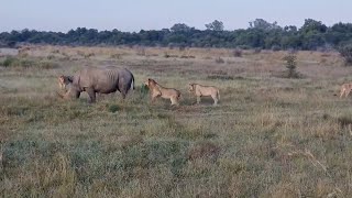 Male lions close in on two rhinos [upl. by Ynneb]