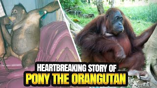 Heartbreaking story of Pony the orangutan [upl. by Brigg469]