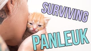 Fighting Panleukopenia a Deadly Cat Virus [upl. by Etnahsal191]