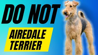 7 Reasons You SHOULD NOT Get a Airedale Terrier [upl. by Michale]