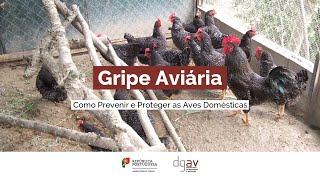 Gripe Aviária  Como Prevenir e Proteger as Aves Domésticas [upl. by Kola]