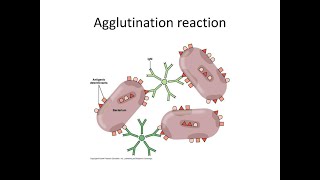 Agglutination caused by Microorganism Antigen and body Antibody reactions [upl. by Toll]