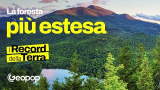 La Foresta amazzonica non è la più grande del mondo ecco chi la batte [upl. by Yggep]