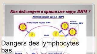 Les lymphocytes sont réduits  quelles maladies peuvent causer la lymphopénie [upl. by Arol752]